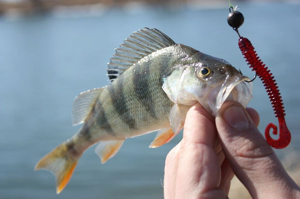 силиконовые приманки Active slug 3" 30-70-12-6