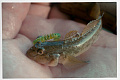 силиконовые приманки Cruel leech 2.2" 8-55-23-6