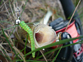 силиконовые приманки Cruel leech 2.2" 8-55-20-6