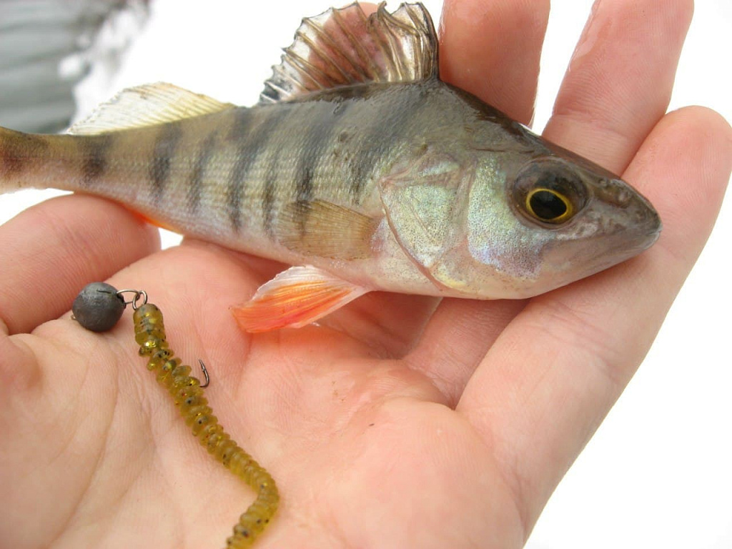 силиконовые приманки Cruel leech 2.2" 8-55-20-6