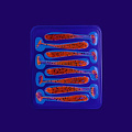 силиконовые приманки Nano minnow 1.6" 6-40-31-6